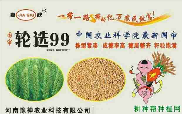 轮选99小麦品种介绍(轮选99小麦品种审定)